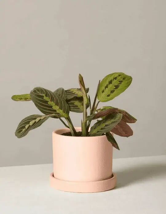 Maranta